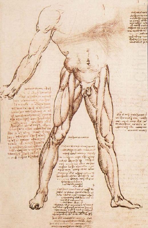 LEONARDO da Vinci Muscle structure of the thigh china oil painting image